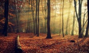 家宅风水：易出赌徒的风水